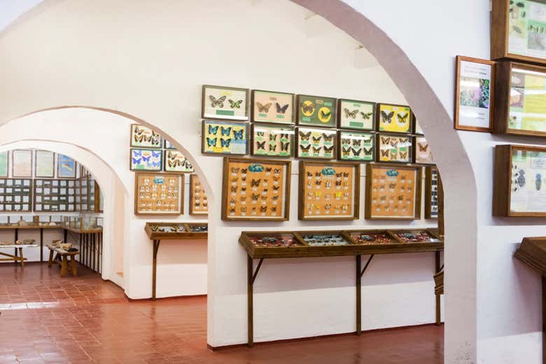 Museo di Scienze Naturali di Minorca