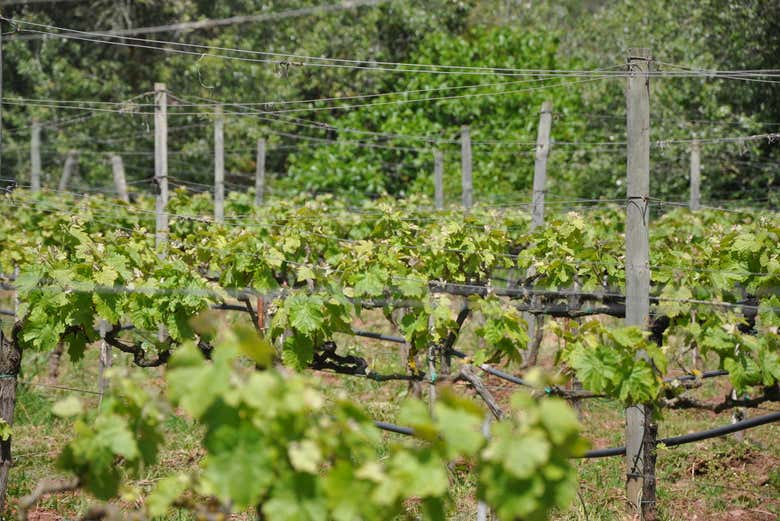 Vigne di Hort Sant Patrici