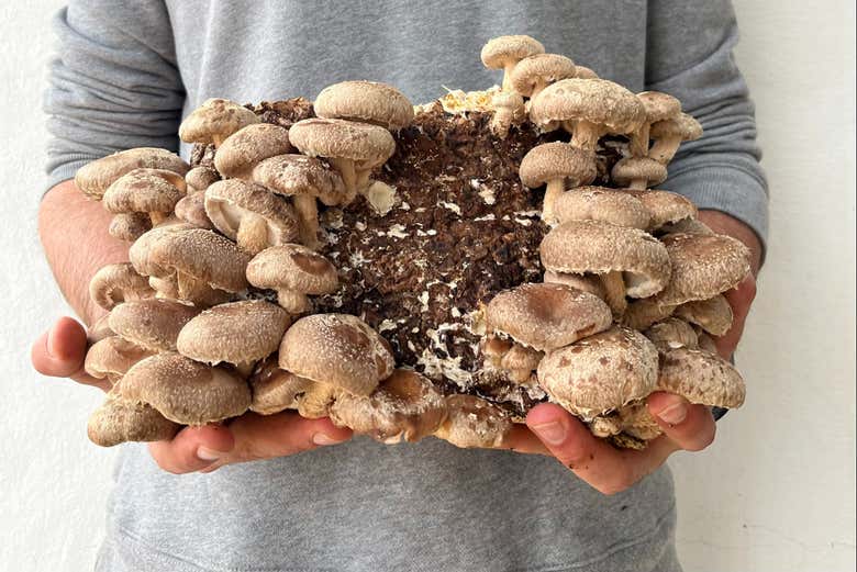 Imparando i segreti dei funghi