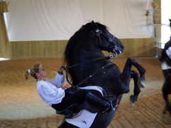 Espectáculo equestre a Son Martorellet