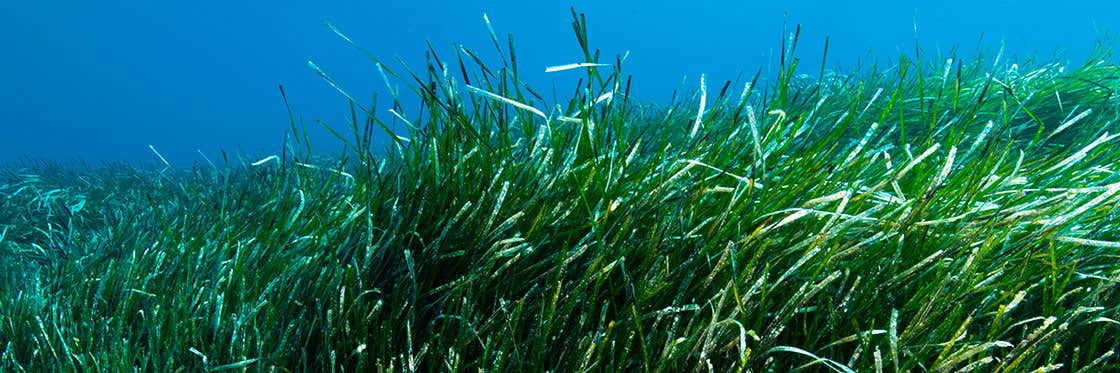 La Posidonia Oceanica