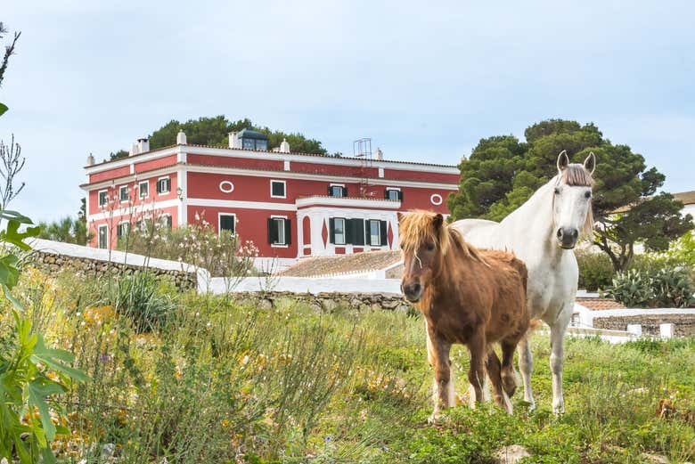 Cavalli nella tenuta Subaida
